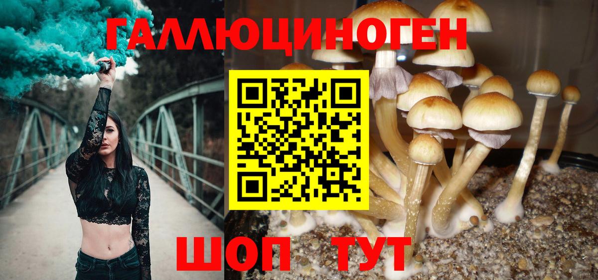Псилоцибиновые грибы Cubensis Азов